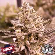 Moxie Seeds Golden Cobra